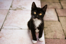 Portrait Of A Black And White Kitten Sitting On Terrace Outdoors