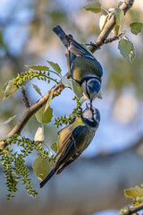 blue tit in a park