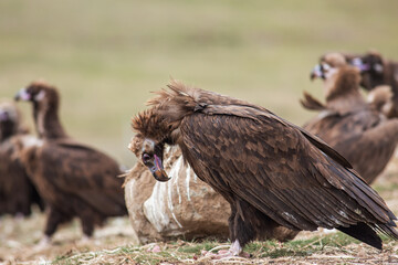 Poster - Cinereous Vulture, (Aegypius monachus) in its natural habitat. Wildlife.