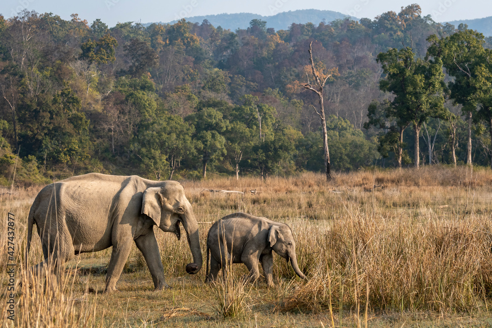 wild asian elephant mother with her calf walking together in pattern in ...
