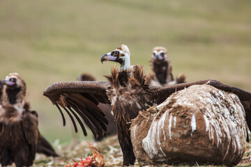 Poster - Cinereous Vulture, (Aegypius monachus) in its natural habitat. Wildlife.