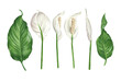 Watercolor illustration of spathiphyllum flowers, buds and leaves. Peace lily floral design elements set.