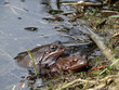 Frogs together - mating in the pond. Moor frog. Rana arvalis. 
