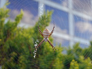 spider on web