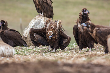 Poster - Cinereous Vulture, (Aegypius monachus) in its natural habitat. Wildlife.