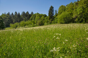 Green Unspoiled Landscape In Germany