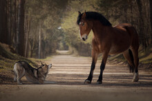 Bay Horse Playing With A Dog