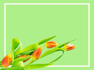 Wall Mural - A bunch of orange tulips and a white frame bordering a green background with copy space, banner or card concept