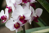 Fototapeta Storczyk - Purple Orchid growing outdoors