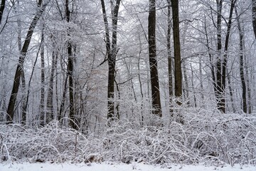 Snow Covered Forest