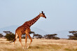 Giraffe walking through savannah at dawn