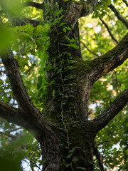 Cropped image of a tree trunk covered in wild ivy in the day sunny time.