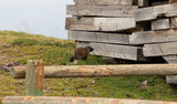Fototapeta Pomosty - marmot on a log