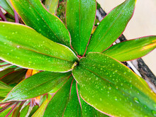Leaf With Drops