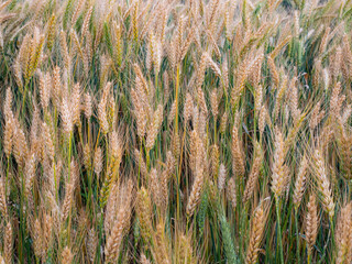 Fragment of a wheat field with ripe golden ears on a sunny day