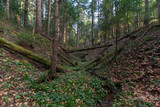 Fototapeta Dziecięca - Beautiful Sunlit silver fir Forest. Natural mountain coniferous fir (European silver fir) forest of the Carpathians.