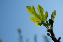 Fig Leaves Over Blue Sky In Early Spring
