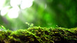 closeup or macro beautiful moss in forest background