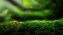 Closeup Or Macro Beautiful Moss In Forest Background