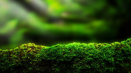 closeup or macro beautiful moss in forest background