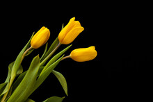 Three Yellow Tulips Isolated On Black Background. Copy Space.