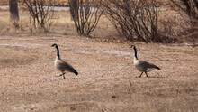 Two Canadian Geese, Feeding On Grass