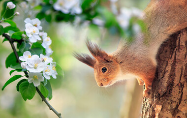 Wall Mural - cute red squirrel sits in a warm spring garden among apple blossoms