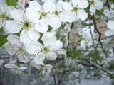 Fototapeta Lawenda - Blooming apple tree..