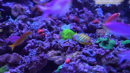 Poster - Footage of Regal Angelfish(Pygoplites diacanthus) finding something to eat