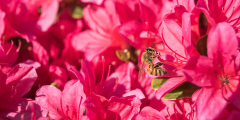 Wall Mural - Honey bee and pink azalea flowers　蜜蜂とピンク色のツツジの花