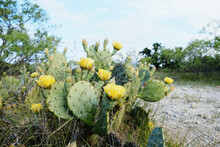 Prickly Pear Cactus Blooming In Texas Landscape.