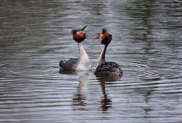 Couple of great grebes swim on the lake's surface in love courtships in a very contrasting backlight