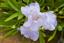 Iris Flower Top View,bloomed Light Blue Iris Flower In The Garden