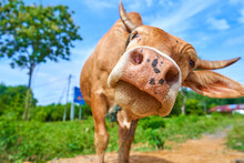 Close Up Portrait Of Curious Cow Grazing On The Roadside