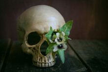 A Henbane Flower In The Eye Sockets Of A Human Skull. Concept: Deadly Devil Flower. Vanitas