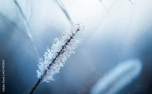 Obraz Dibond Tiny dew drops covering blade of grass