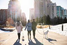 Friends Walking Dogs In Sunny Snowy City Winter Park