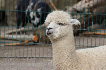 Canvas Print - Closeup shot of a cute white lama at the zoo