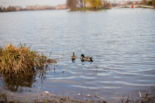 Two Ducks On The Lake In Spring