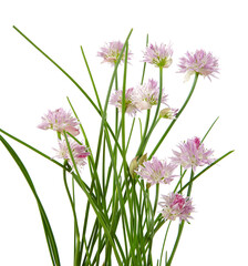 Sticker - blooming chives isolated on white background