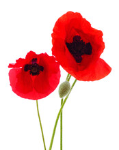 Two poppy flowers free stock photo  public domain pictures