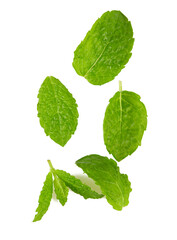 Sticker - fresh mint isolated on white background