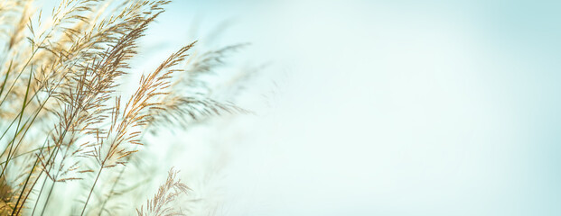 Blur Grass in the Wind in Natural Sky Background