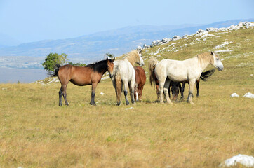 Livno,Bosnia and Herzegovina, horse, black horse, white horse, black and white horse, nature, beautiful horse,