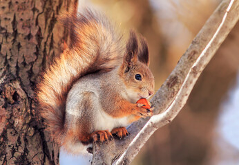 Wall Mural - cute fluffy squirrel sitting in the park on a tree branch and appetitiously eats a hazelnut