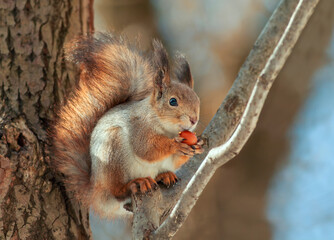 Wall Mural - cute fluffy squirrel sitting in the park on a tree branch and appetitiously eats a hazelnut