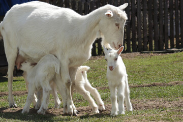 A clutch of three white goats standing among the green grass on a warm spring day.  The family of the mother and her two children are resting and spending time together.  Mother hugs her children