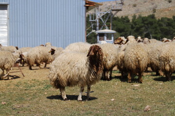 Canvas Print - sheep and lambs