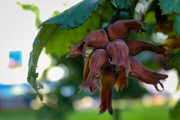 Wall Mural - Young hazelnuts grow on a branch. Green unripe hazelnuts on a branch. Hazelnuts ready for harvest.