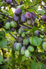 Wall Mural - Green and unripe plum fruits on a branch that began to turn blue. Plum fruits ripen on the branch. Unripe plum fruits on a branch in an orchard.